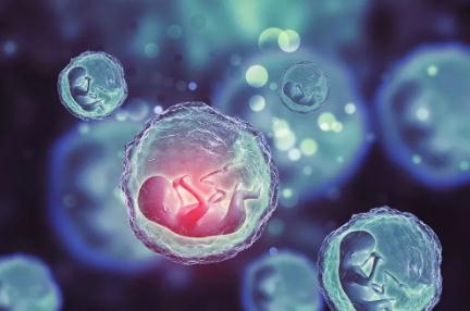 干细胞好处:干细胞治疗卵巢早衰案例